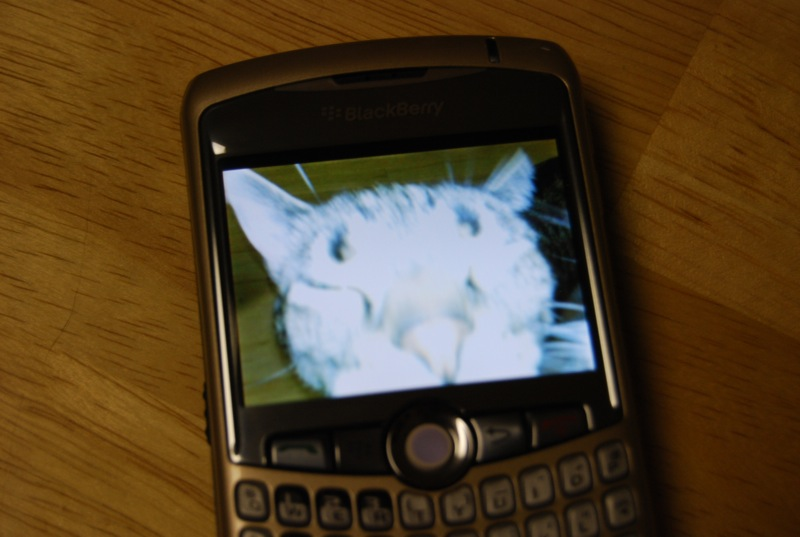 Illustration for article titled T-Mobile's Wi-Fi BlackBerry Curve Is Fo' Real and Quite Tasty